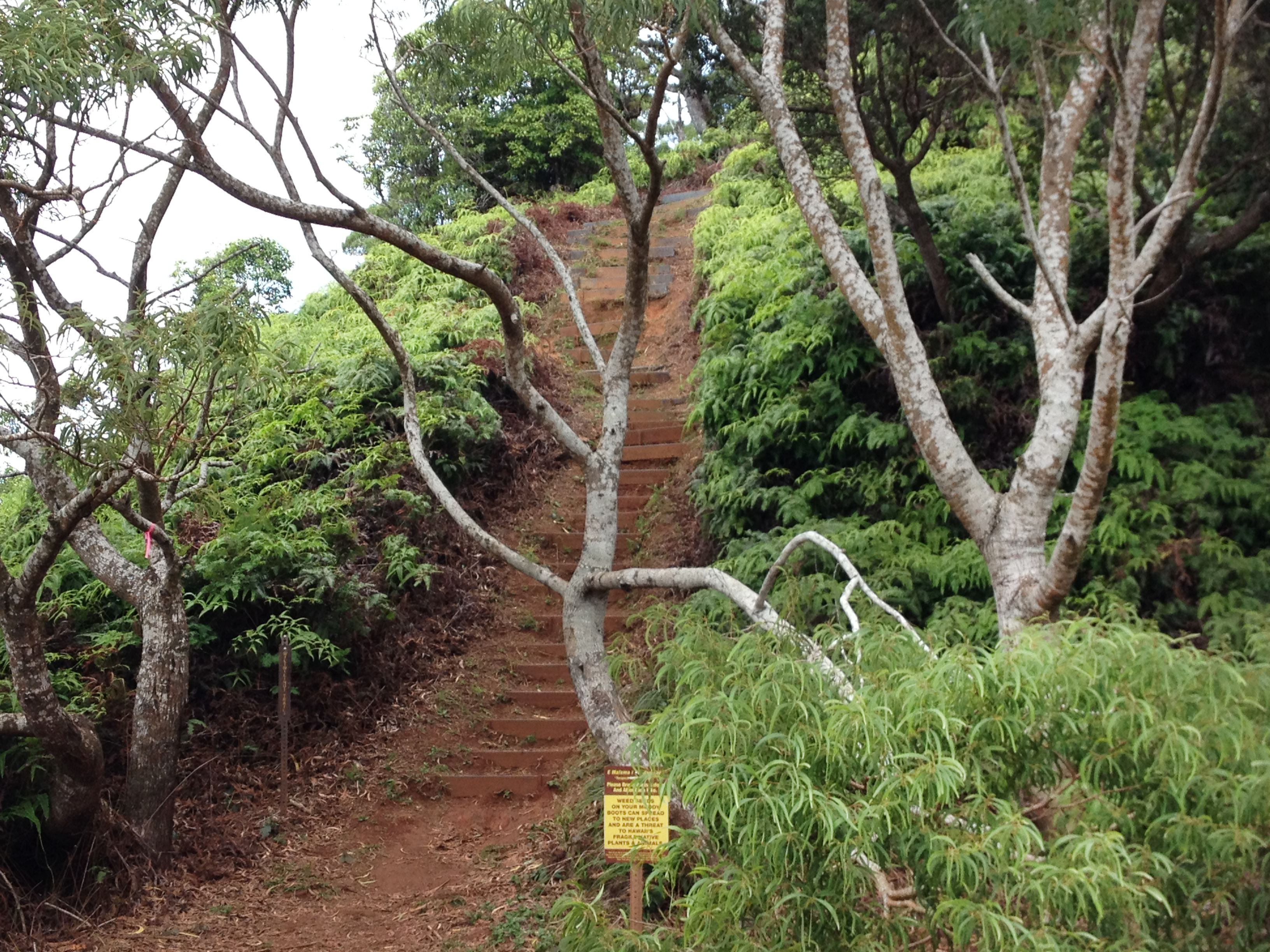 Trail Stairs on Wiliwilinui Ridge Trail. Hiking Hawaii. FitlifeandTravel.com
