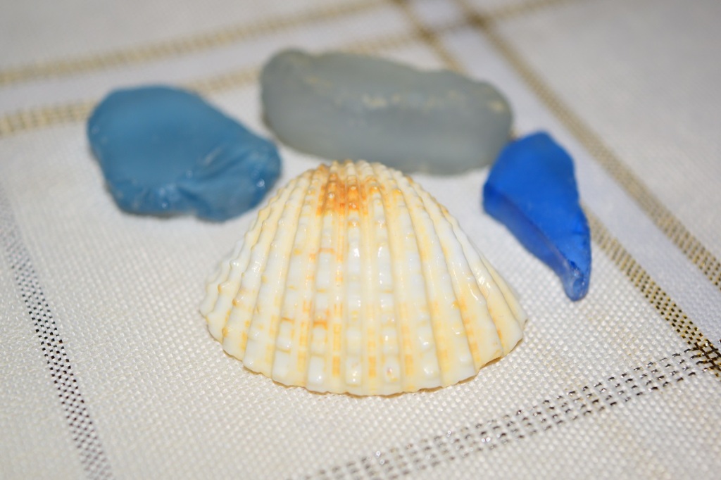 Small Conch Shell at Diego Garcia